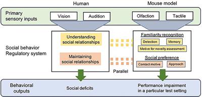 From Multisensory Assessment to Functional Interpretation of Social Behavioral Phenotype in Transgenic Mouse Models for Autism Spectrum Disorders